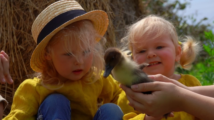 Cute little blond girls are looking at the little duckling on the background of haystack
