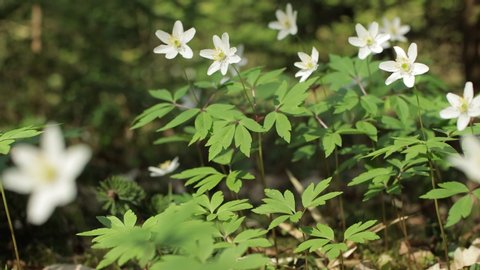 Video 4k, the first spring white Anemone flowers in the forest