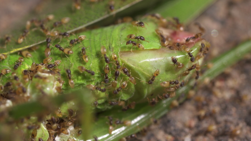 Many ants eat a green grasshopper insect - Macro Shot