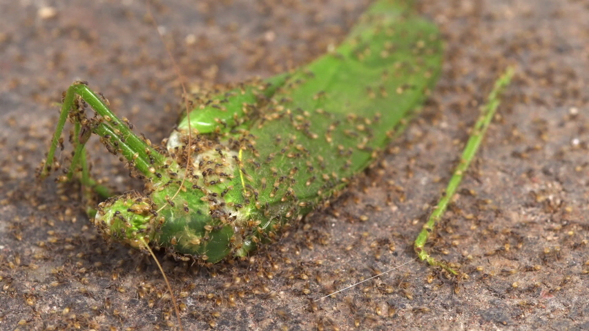 Many ants eat a green grasshopper insect - Macro Shot
