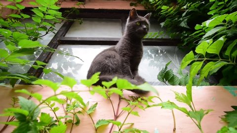 Russian blue cat sitting in front of a rural window and watching birds, with beautiful fresh green vegetation around 
