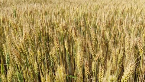 Walking in the yellow wheat field in summer