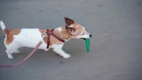 a small dog walking on a leash outside carrying toy. Video footage. handler top view from above. Funny pet Jack russell terrier going for playground. promenade with cute playful pup