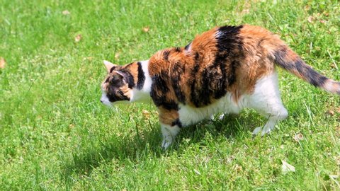 Outdoor calico cat outside hunting in garden lawn backyard curious side view standing on green grass sunny day closeup