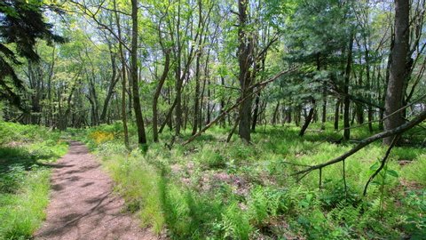 Story of the Forest trail in Shenandoah Blue Ridge appalachian mountains in Virginia with road path in woods wide angle handheld pov walking by wildflowers and fern plants