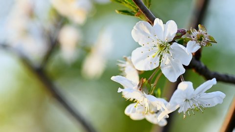 Spring blossom background. Blooming pear tree, white flowers on a tree in soft sunset sunlight. Macro natural background. Tree branch trembling in the wind.