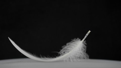 Gentle white feather falling slowly on black background