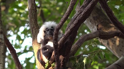 Cotton-top Tamarin Monkey taking a rest on the tree