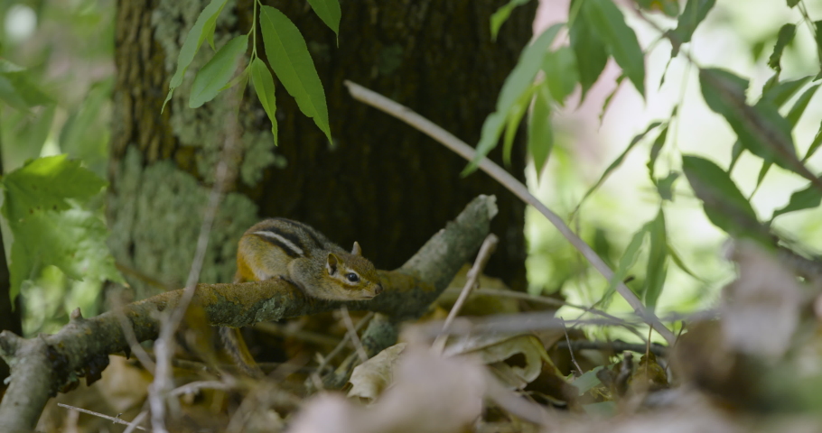 Chipmunk Sitting On A Stick and Jumping Off