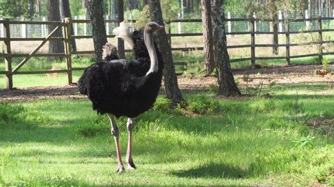 African ostrich in the reserve close-up