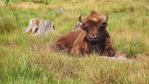 Wild European bison or Wisent (Bison bonasus) in National Park Belovezhskaya Pushcha