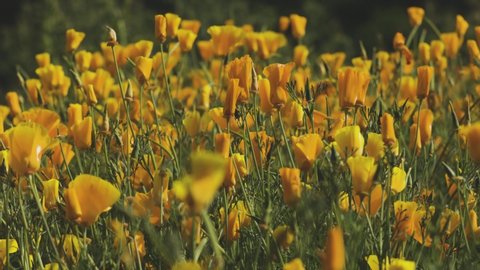 Yellow Californian poppies swaying in a breeze in England