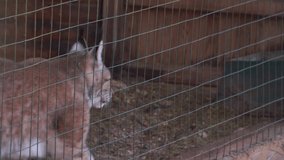Eurasian lynx close up behind a grid in a reservation - Powered by Shutterstock - Get 15% off with code: PIKWIZARD15