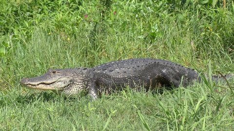 Large American alligator walking in grass. Looking for water in dry season.
