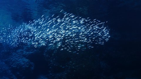 school of shiny fish in cave underwater silversides with scuba divers ocean scenery