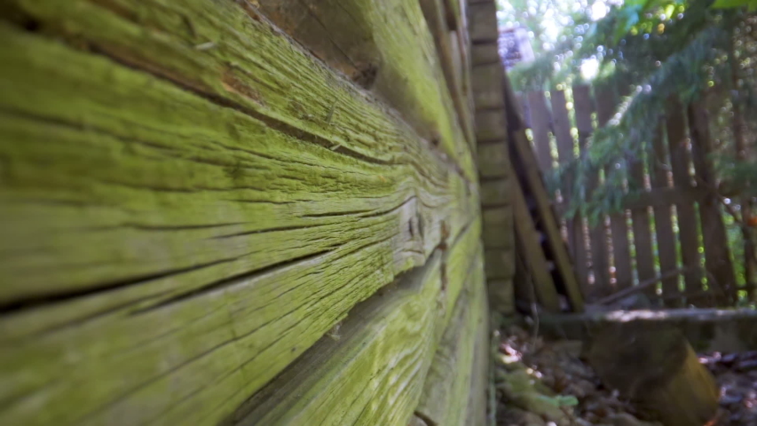 Green molds on the wooden wall of the house