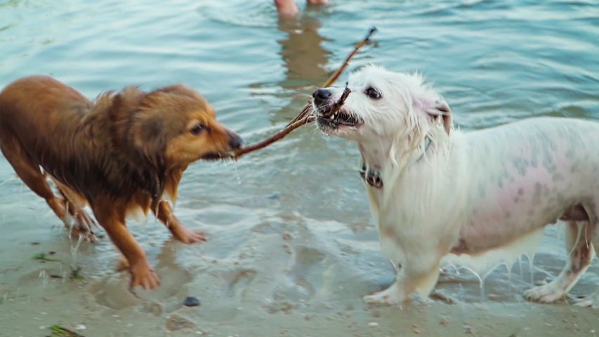 Two Funny Wet Dogs play on the Lake Shore. Slow motion.