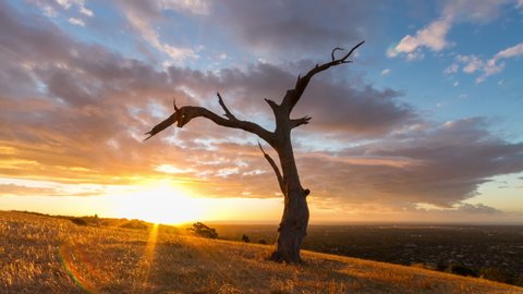 Colourful sunset clouds in time lapse race over an old hillside tree above suburbia in Adelaide, South Australia