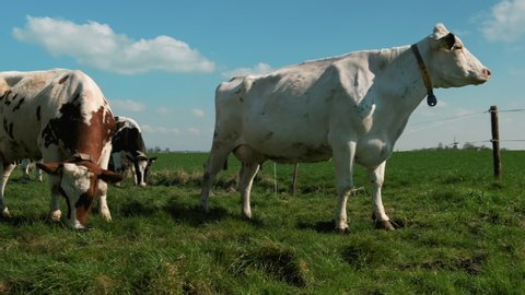 MS Cows in pasture / Wyns, Friesland, Netherlands, Animals/Wildlife, Nature