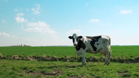 WS Cow in pasture / Wyns, Friesland, Netherlands, Animals/Wildlife, Nature