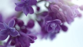 Lilac flowers bunch on white background. Beautiful opening violet Lilac flower Easter design closeup. Beauty fragrant tiny flowers open closeup. Nature blooming macro flowers backdrop. Time lapse 4K