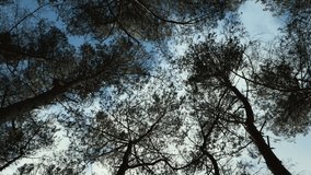 WS LA Trees swaying in wind / Breda, Noord-Brabant, Netherlands, Nature - Powered by Shutterstock - Get 15% off with code: PIKWIZARD15
