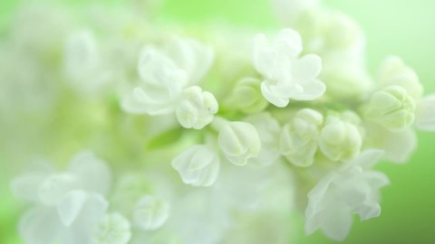 White Lilac flowers bunch background. Beautiful opening white Lilac flower Easter design closeup. Beauty fragrant tiny flowers open closeup. Nature blooming flowers backdrop. Time lapse 4K UHD