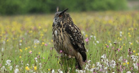 Eurasian Eagle Owl, Bubo bubo, perched on rotten mossy stump in colorful flowered meadow. Wildlife scene from summer nature. Bird in natural habitat during fresh spring rain and wind.