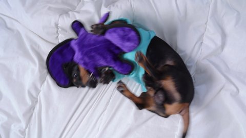 Funny black and tan playful dachshund dog in blue tshirt spinning on bed, fooling around, playing, chewing strange soft toy with eyes. Entertainment for pets at home.