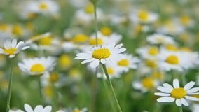 White flowers daysies chamomile on green nature field. Full HD clip