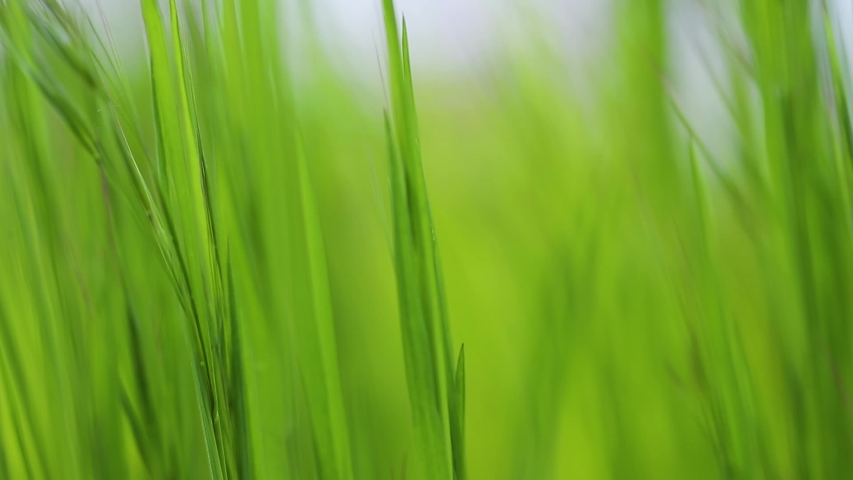 Tall green grass moving in the wind, slow motion from 120 fps footage Royalty-Free Stock Footage #1054774409