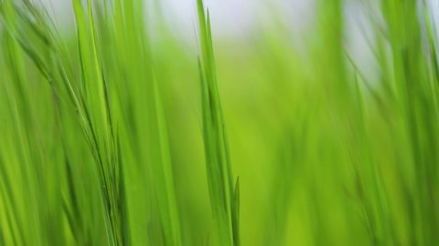 Tall green grass moving in the wind, slow motion from 120 fps footage