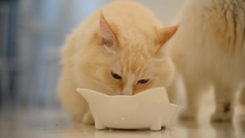 Hungry cream color ragdoll cat eating food with white bowl at home