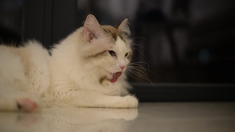 White ragdoll cat lay on floor and look around in night