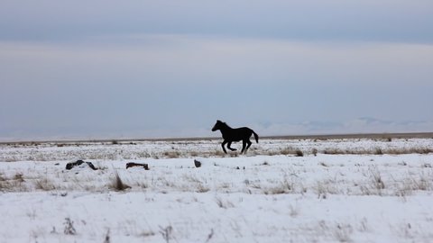 Wild Black Horse Gallops on Snowy Field. Boundless Meadow. Dry Grass sticks out from under Snow. Self-grazing. Horse of Black Suit. Moves fast. Enjoys Freedom. Rebellious. Space of Northern Nature
