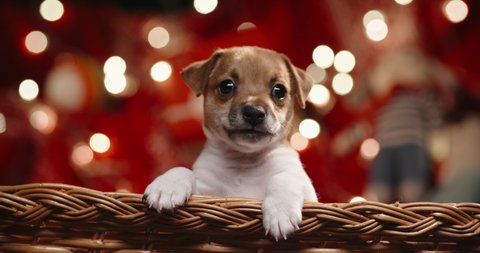 Cute jack russel puppy looking out from a basket. Unexpected christmas present looking around. Atmospheric lights on background - christmas spirit close up 4k