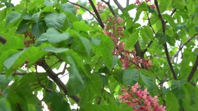 Beautiful spring or summer green trees blooming with cute pink flowers outdoors