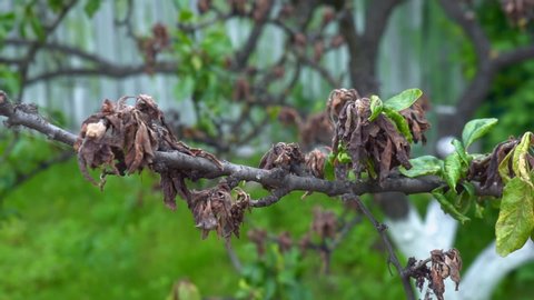 Necrosis Leaves Fruit Trees Dead Leaf Stock Footage Video (100% Royalty ...