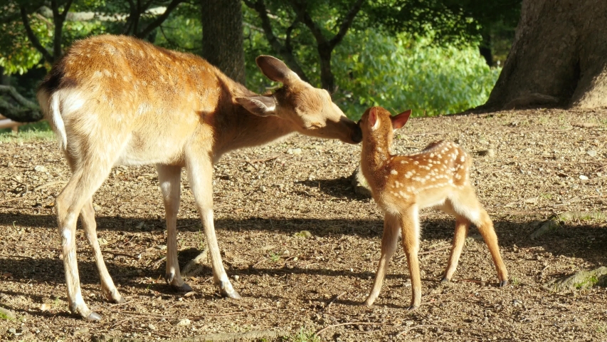 Cute deer is grooming each other , Nara park in Japan. Royalty-Free Stock Footage #1054783415