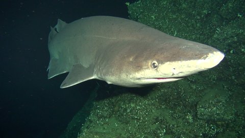 Deep-water Prickly shark 300m/1000ft volcanic wall DeepSee submarine Cocos island Costa Rica