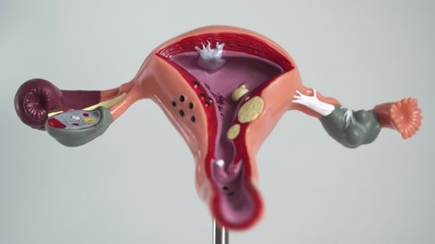 Mock female reproductive system on a white background, isolate. Fallopian tubes and ovaries, close-up