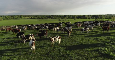 Herd of cows driven into the square corral for cows in field in beautiful wild lanscape / Animal husbandry, livestock near small pond at summer sunrise. Aerial wide drone shot.