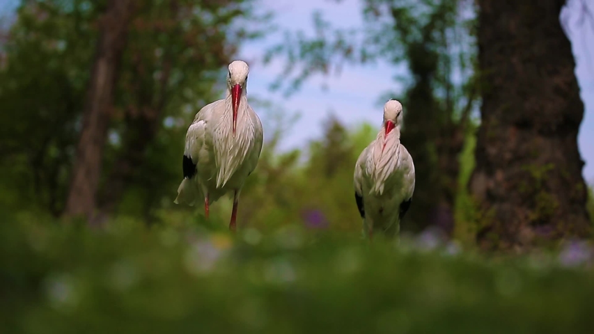 Storks walks through the green thickets of plants. Two storks stand on the grass in the wild and look at the old trees, twirl their heads Royalty-Free Stock Footage #1054789475