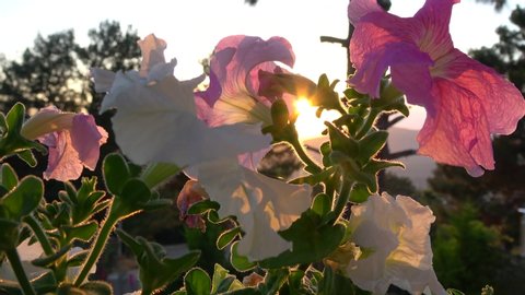 Fethiye, Turkey - 11th of June 2020: 4K Flashes of sunlight coming through Petunia flowers
