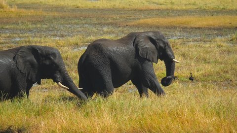Two African elephant males walk in wet slushy grassy ground in Chobe River, Botswana