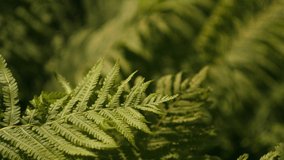 Fern leafs in the forest. Green palette. Jungle nature concept. Sunny day. Shadows on plant. Rain forest. Wind blow. Focus on background