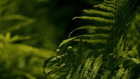 Fern leafs in the forest. Green palette. Jungle nature concept. Sunny day. Shadows on plant. Rain forest. Wind blow. Calm atmosphere 