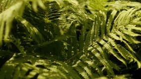 Fern leafs in the forest. Green palette. Jungle nature concept. Sunny day. Shadows on plant. Rain forest. Wind blow. Calm atmosphere 