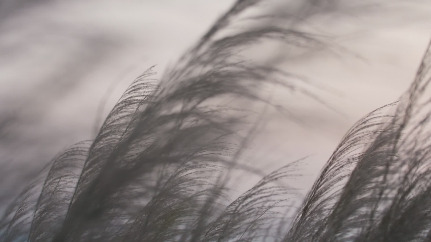 The reeds in the setting sun sway with the wind