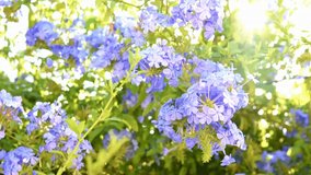 Footage with handheld effect of plumbago shrub with beautiful small blue flowers swaying in the wind on hot summer day. Sunlight leaks streaming through branches with green leaves
